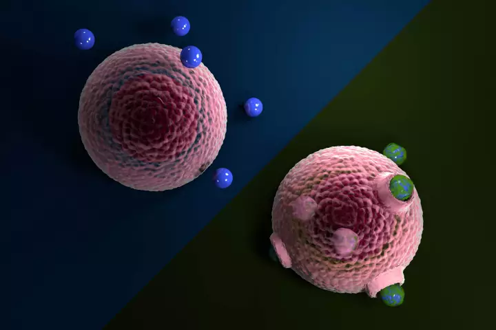 A new study has shown how microplastics in water can develop coatings of biomolecules, which make them much more likely to be internalized by living cells