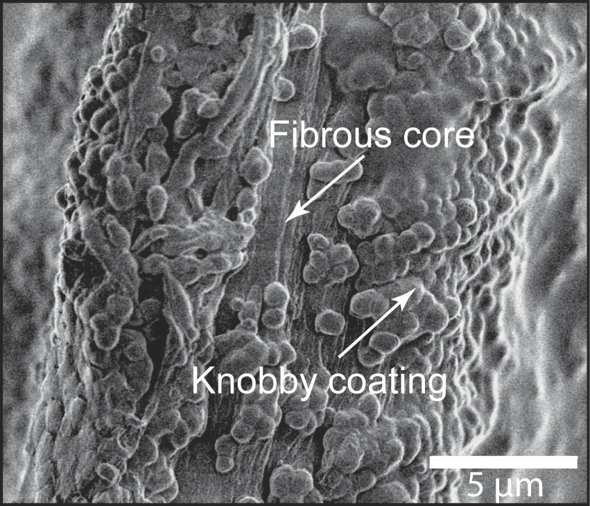 Microscopic image of a mussel's byssal cuticle (Image courtesy Susann Weichold)