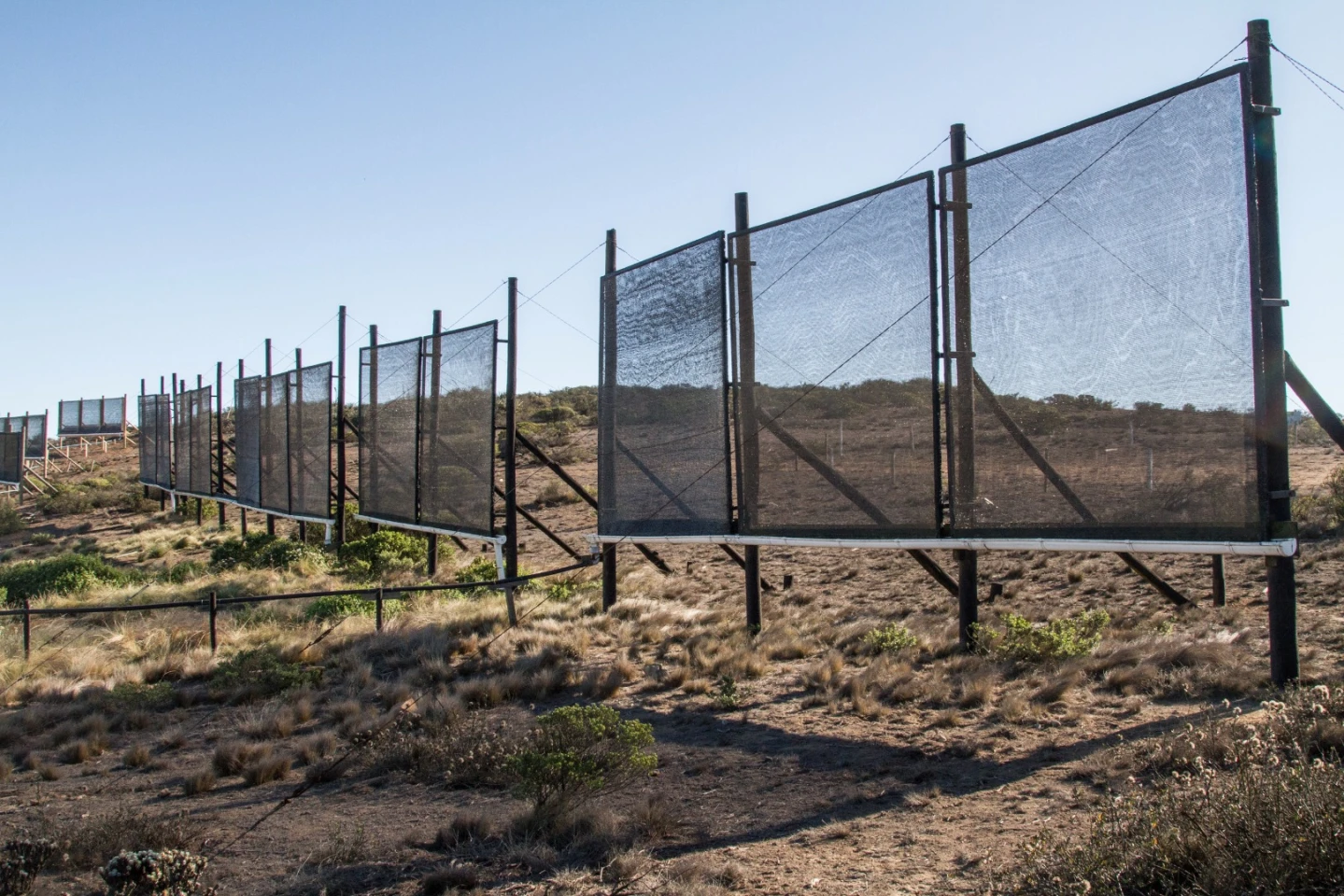 Since 2005, Peña Blanca's fogcatchers have gathered water with the aim of preserving the natural vegetation in this area
