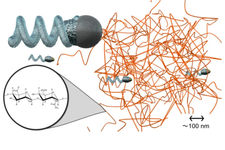 The nanoprop is able to easily pass between polymer chains, like those present in bodily fluids