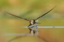 Silver, Birds in Flight. Touch and Go. Pallid Swift (Apus pallidus). Athens, Attica, Greece