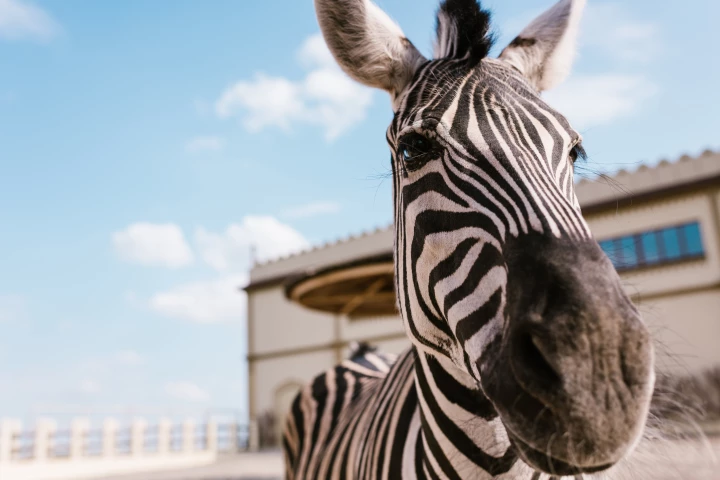 More than just a pretty face: zebra stripes are behind the design of a new electricity generator