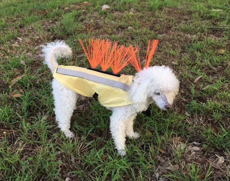 The CoyoteVest was dreamt up by a Californian couple who experienced the heartbreak of a wild dog attack themselves in 2014