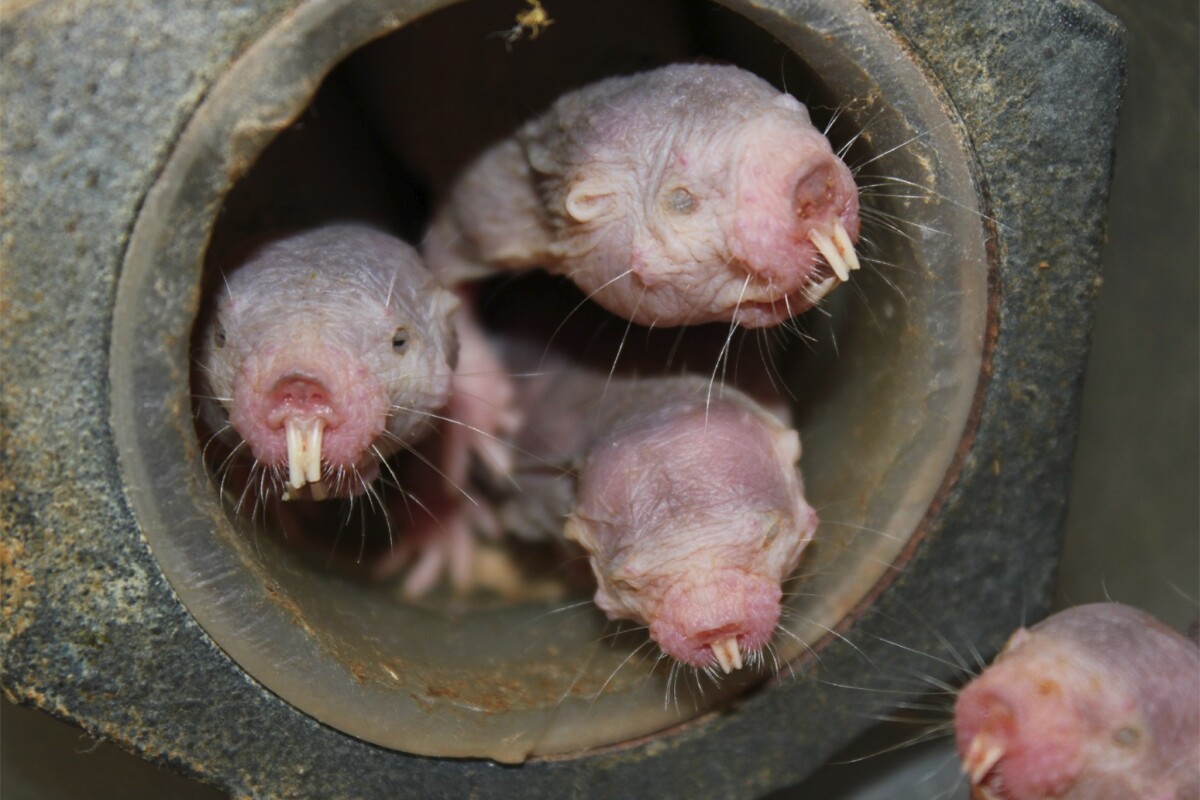 New research has found that naked mole-rats can survive in low-oxygen environments by resorting to a metabolic process previously only thought possible in plants