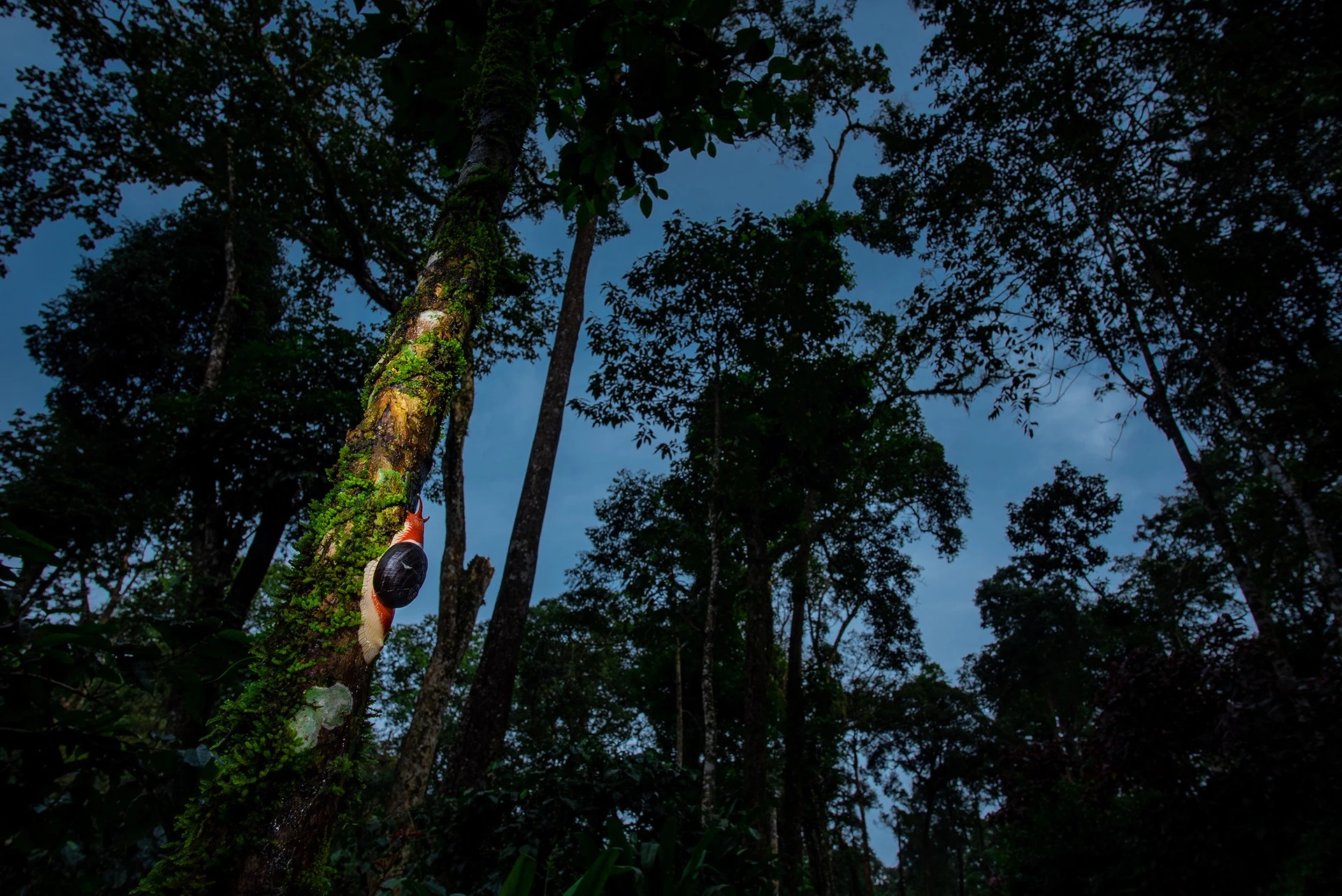 2nd Runner Up - Wildscape and Animals in Habitat. Cinderella of the Ghats, Coorg, Karnataka