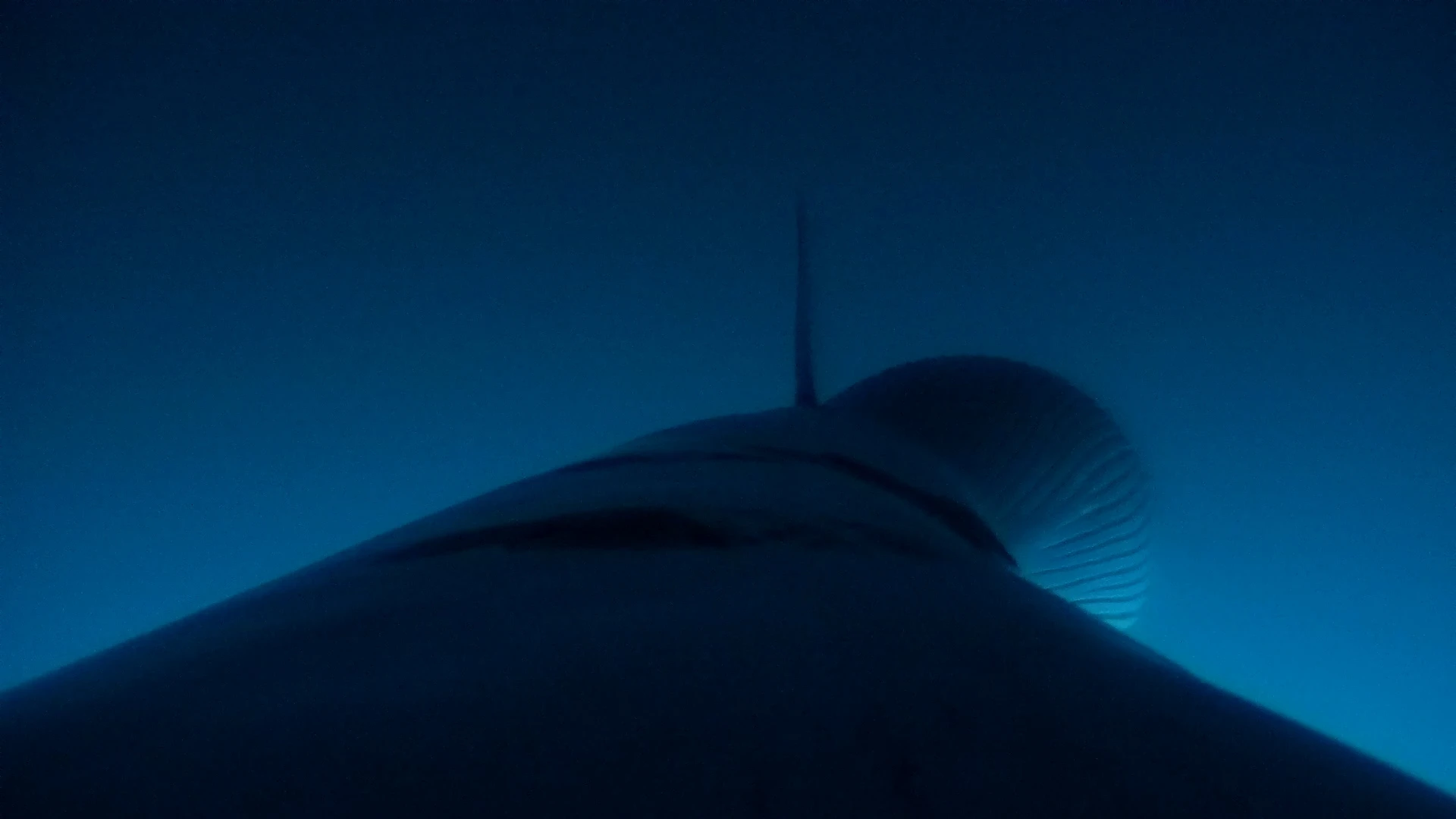 Tagging minke whales will help scientists learn more about how they forage and their favorite feeding spots