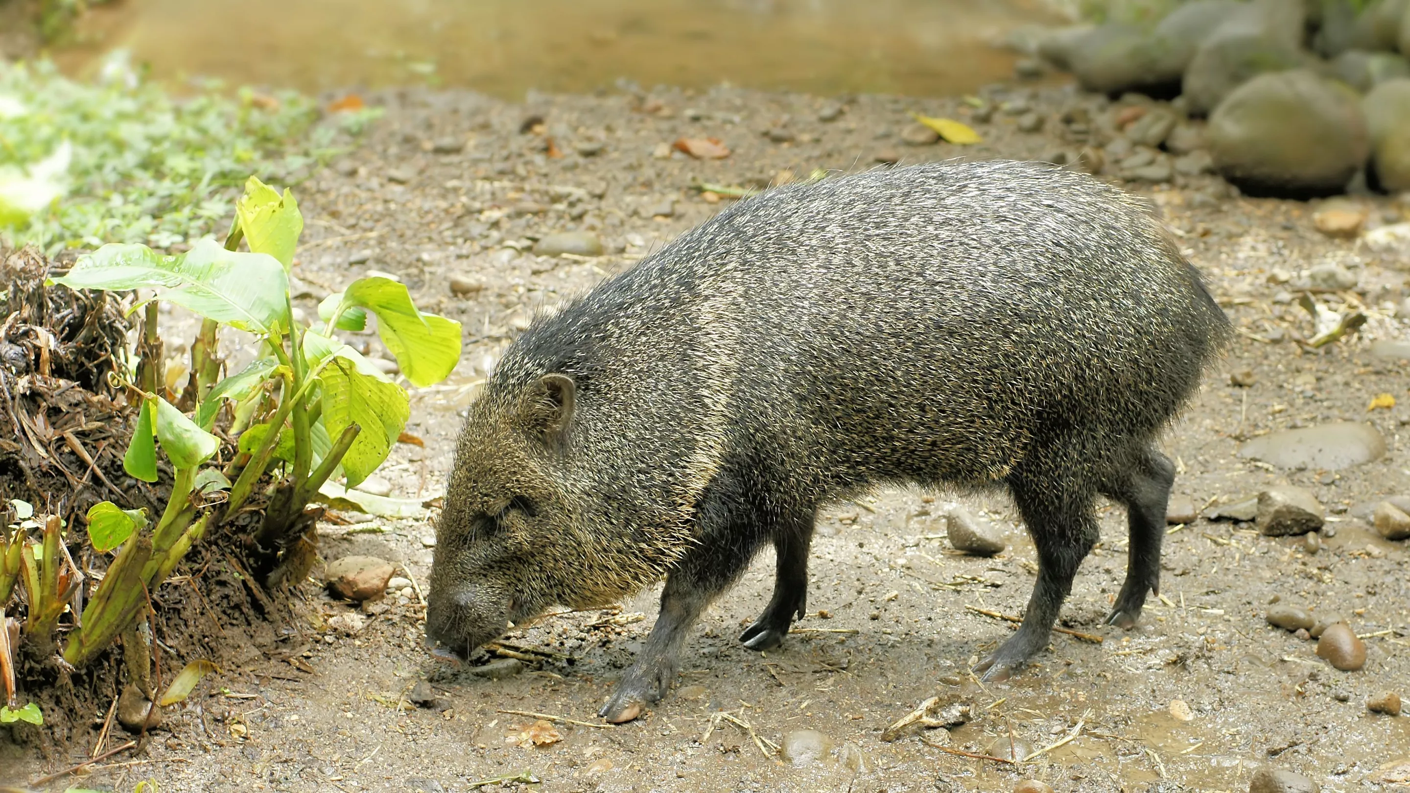 Javalina, or collared peccary - a favorite game animal for hunting in the Southwestern United States and Mexico (Photo: © Hans Hillewaert / CC-BY-SA-3.0 via Wikimedia Commons)