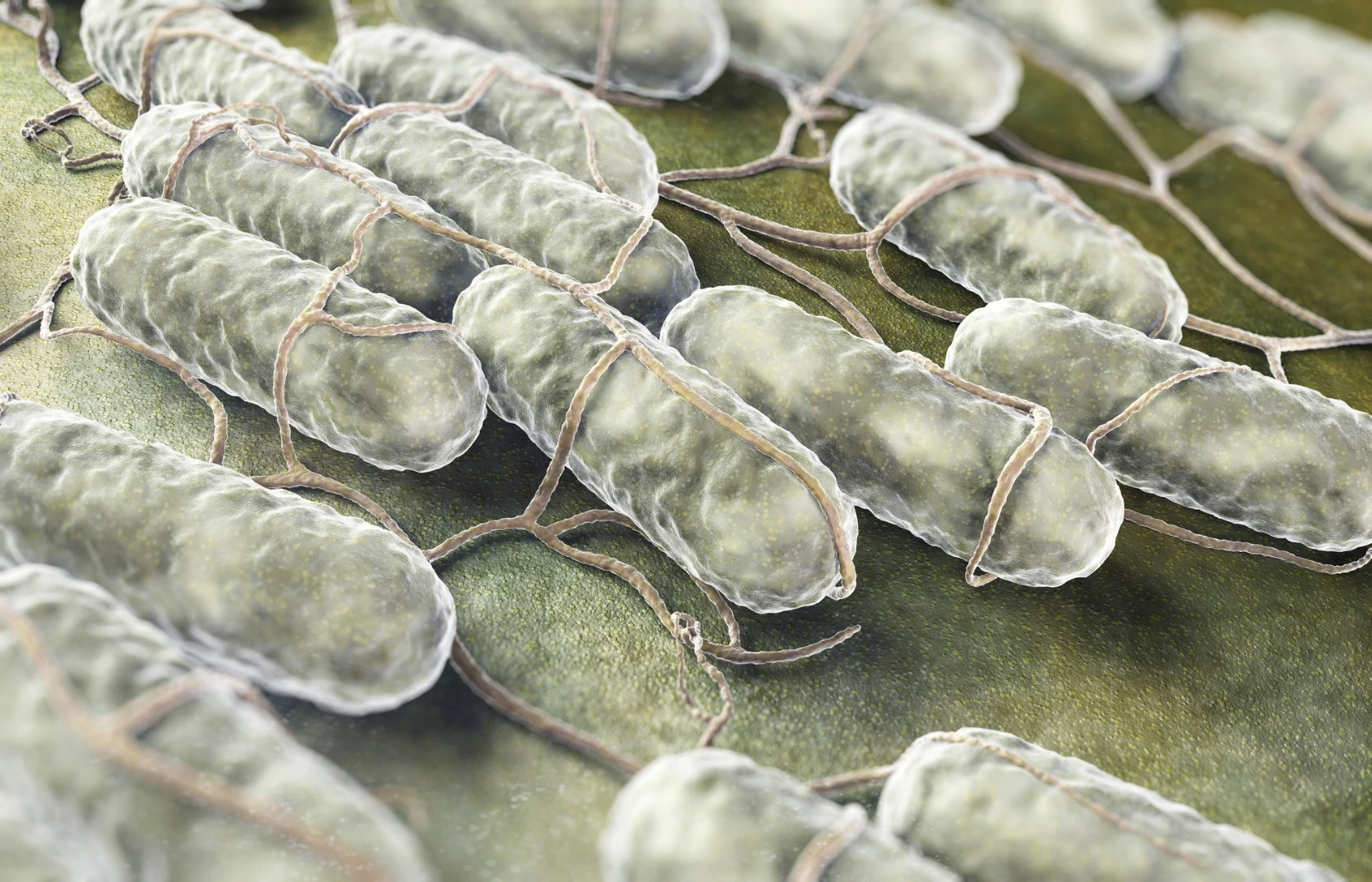 Cornell researchers have found that salmonella-induced food poisoning could permanently damage your DNA