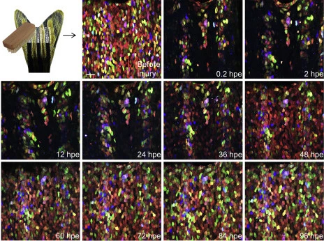 These images show how the skin repaired itself over the course of four days after it was exfoliated