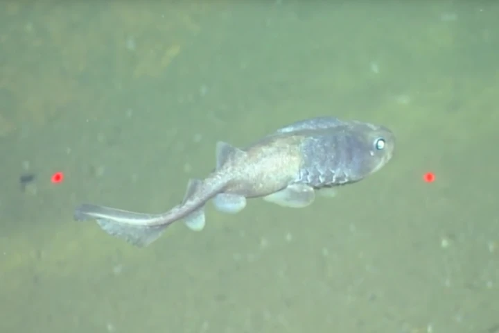 A lollipop catshark, which was recently discovered thriving in an environment with far less oxygen than fish were thought to be able to withstand