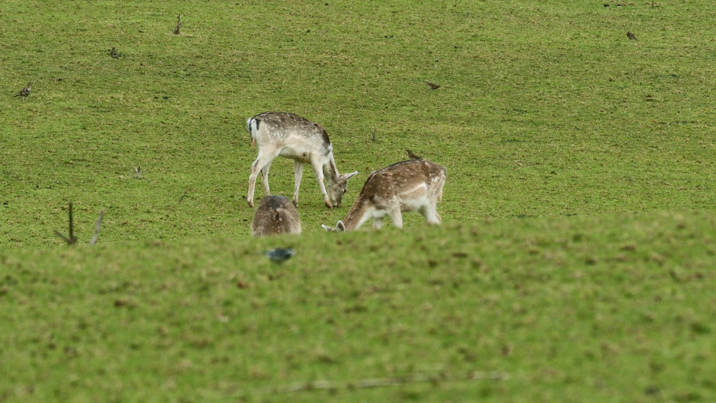 I reckon that the herd of deer was more than 350 ft away from the telephoto eye of the Dwarf III (image straight from Dwarf III, not edited)