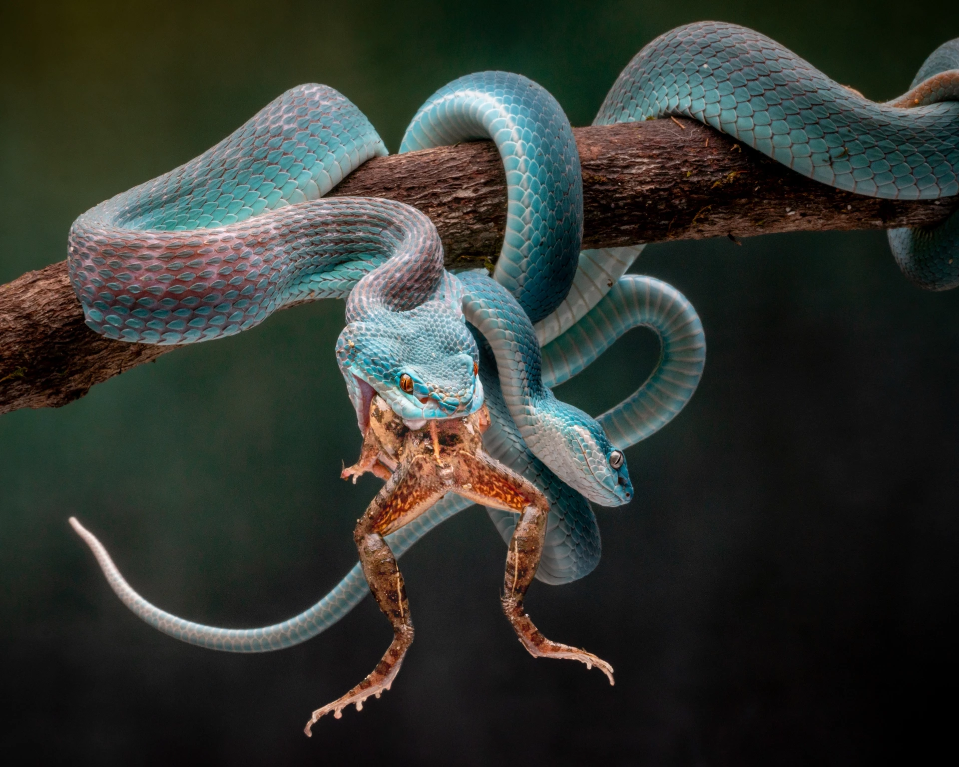 1st Place / Nature/Other. 'Blue Insularis 7'