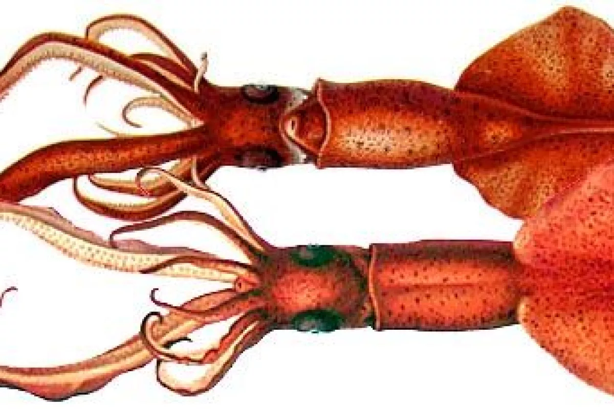 Squids have provided the key ingredient for a proton-conducting transistor, that may allow man-made devices to communicate with living systems