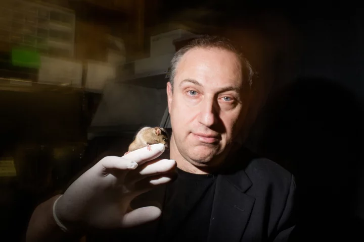 Transgenic mice developed by a team led by Hunter professor Paul Feinstein can be tuned to have different levels of sensitivity to any smell
