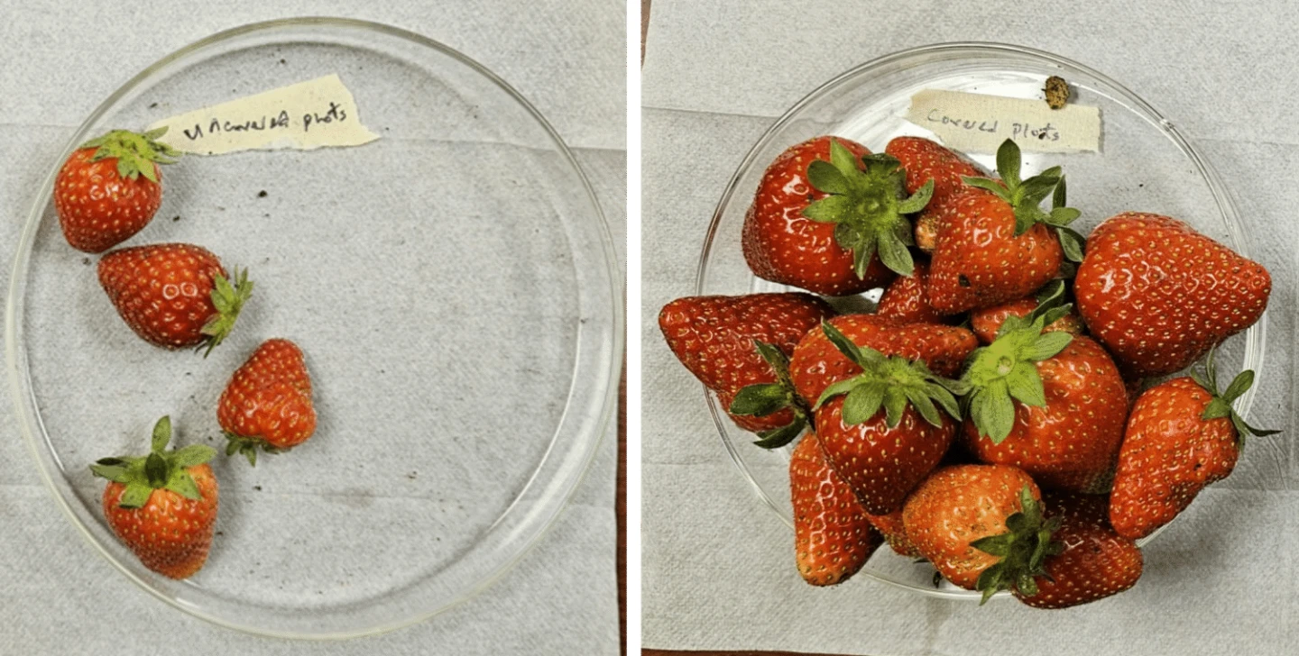 Strawberries grown with (right) and without the Plant Armor textile cover