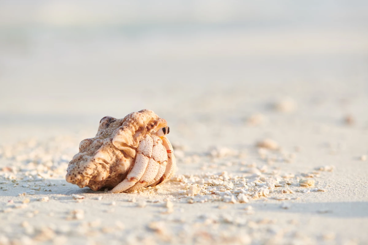 A study on the impact of plastic pollution on hermit crabs has found they may suffer impaired cognitive ability as a result