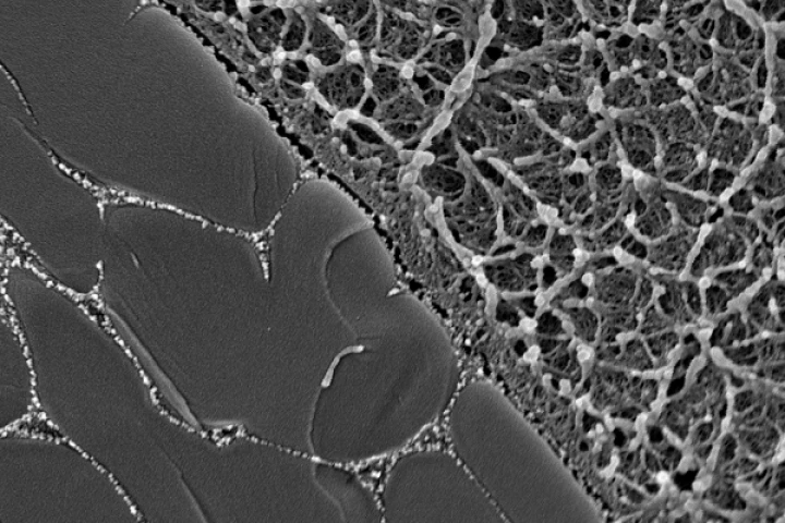 A microscope image of the material, showing the interface between the hydrogel (left) and the polymer (right)
