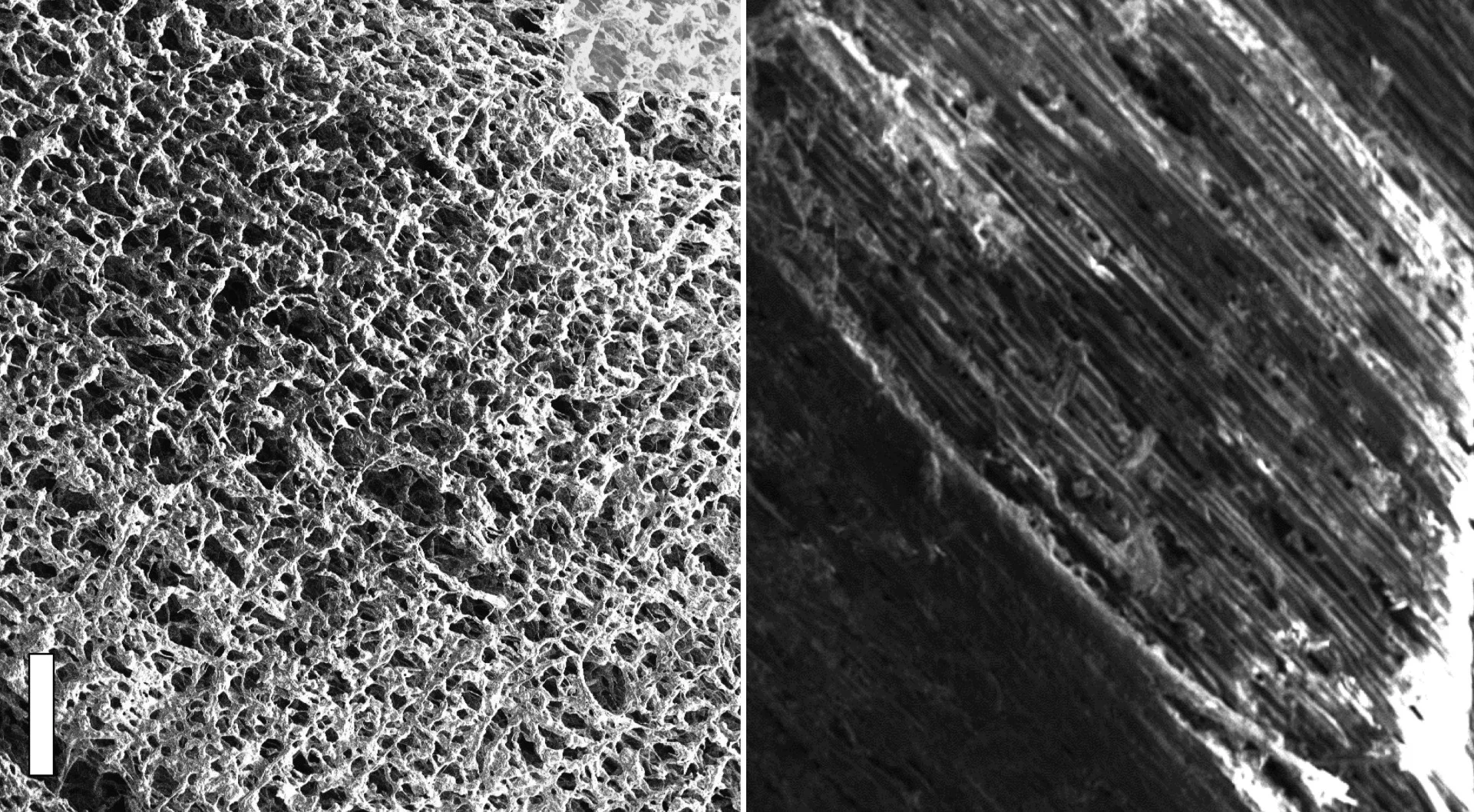 These scanning electron microscope images show pine wood, in the form of laser-induced graphene (left) and normal (right)