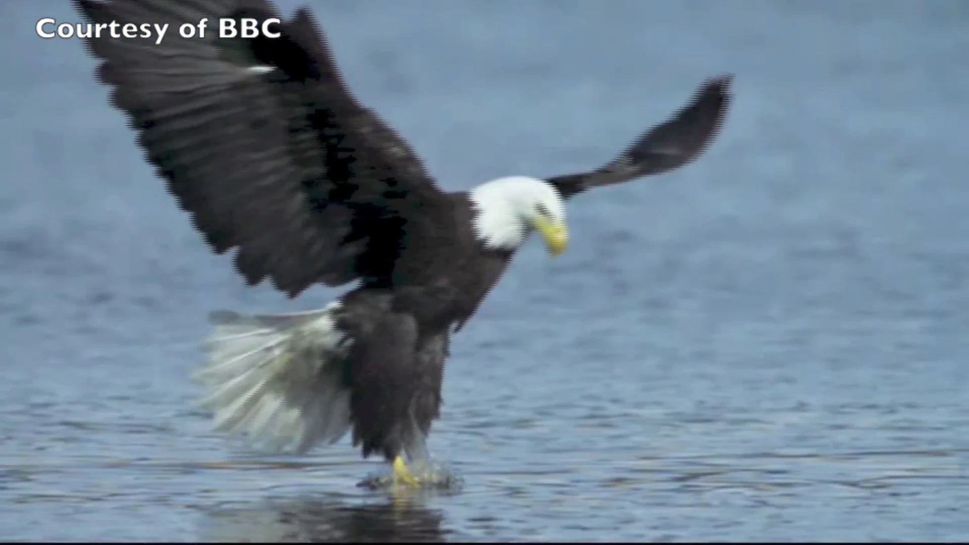 An eagle grabs a fish out of the water (Photo: BBC)