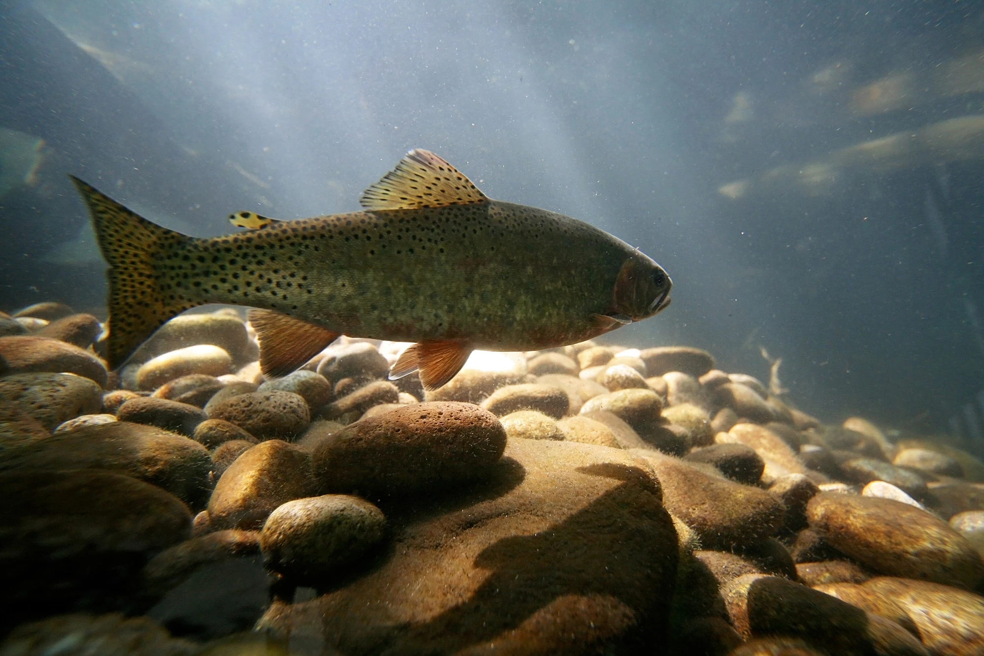 In experiments where trout were subjected to concentrations of methamphetamine found in freshwater rivers, the fish developed a dependence on the drug