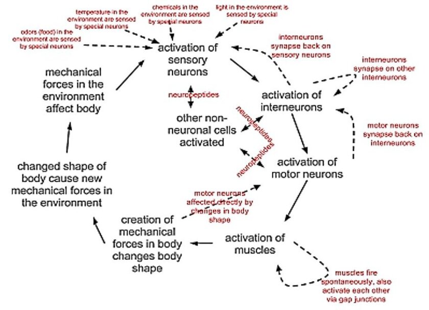 A coarse schematic of the cellular interactions leading to behavior of a C. elegans nematode (Image: OpenWorm)