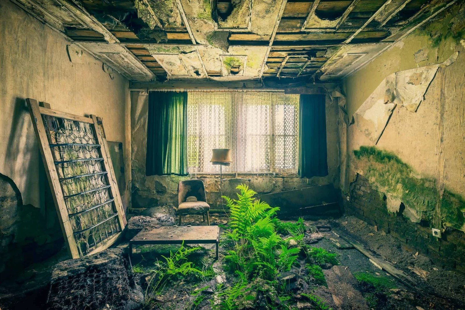 An old hotel, empty for ten years now sees ferns popping up all over the place