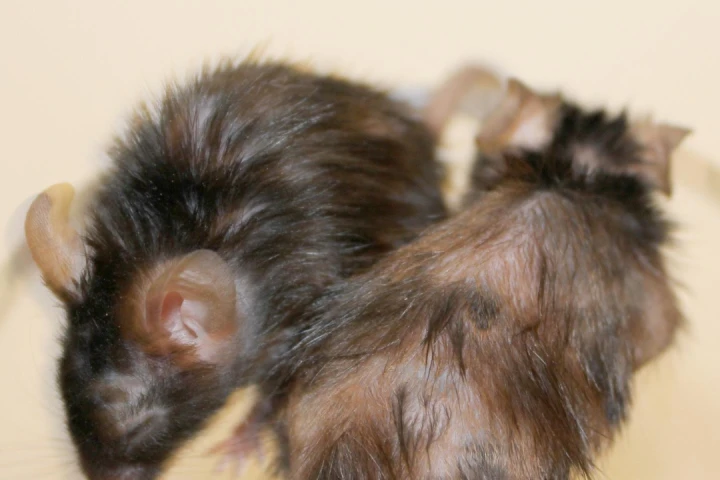 These two genetically engineered fast-aging mice show the effectiveness of the peptide at manifesting hair regrowth with the mouse on the left receiving the treatment and the mouse on the right going untreated