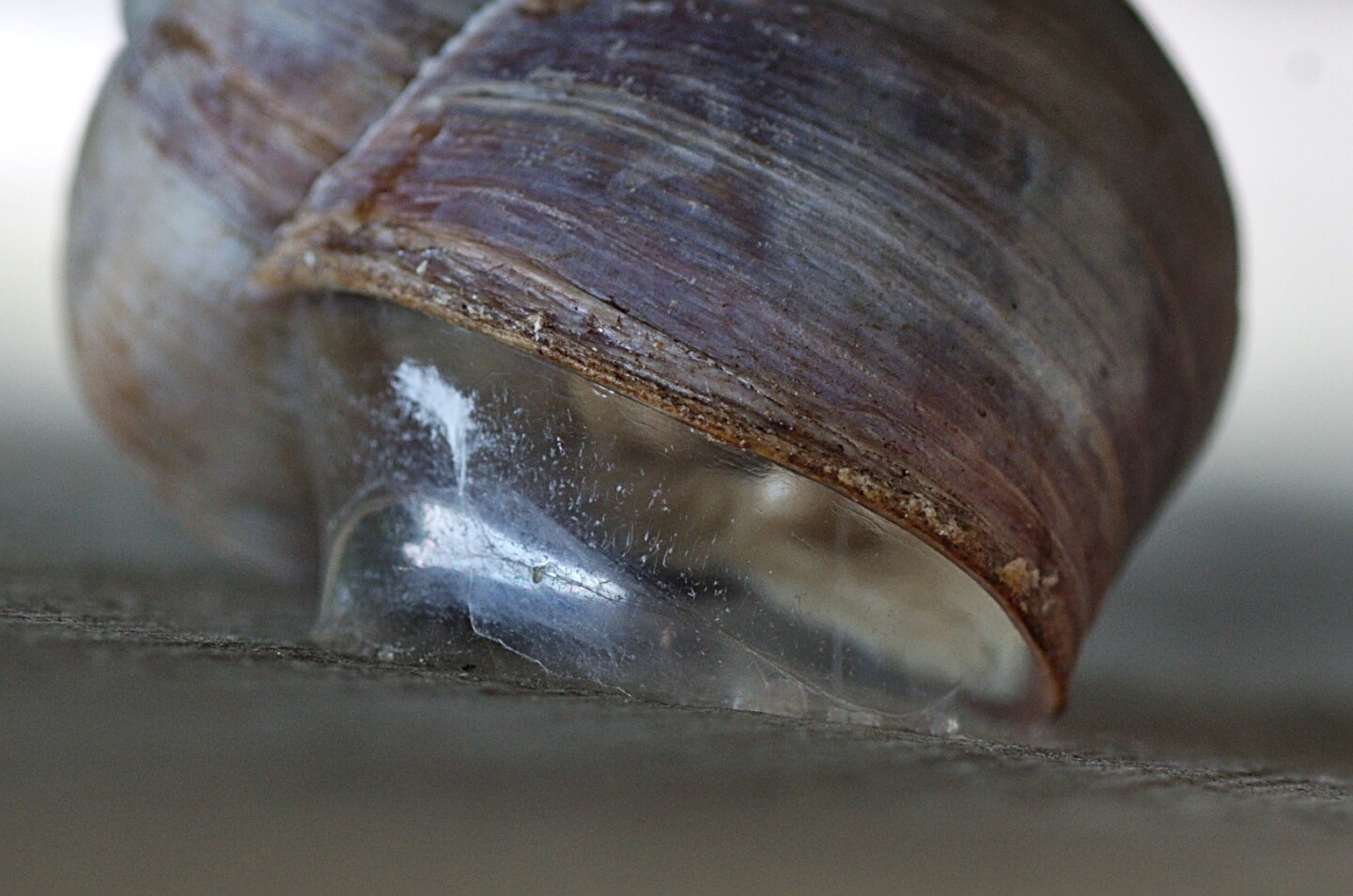 Close-up of a snail’s epiphragm