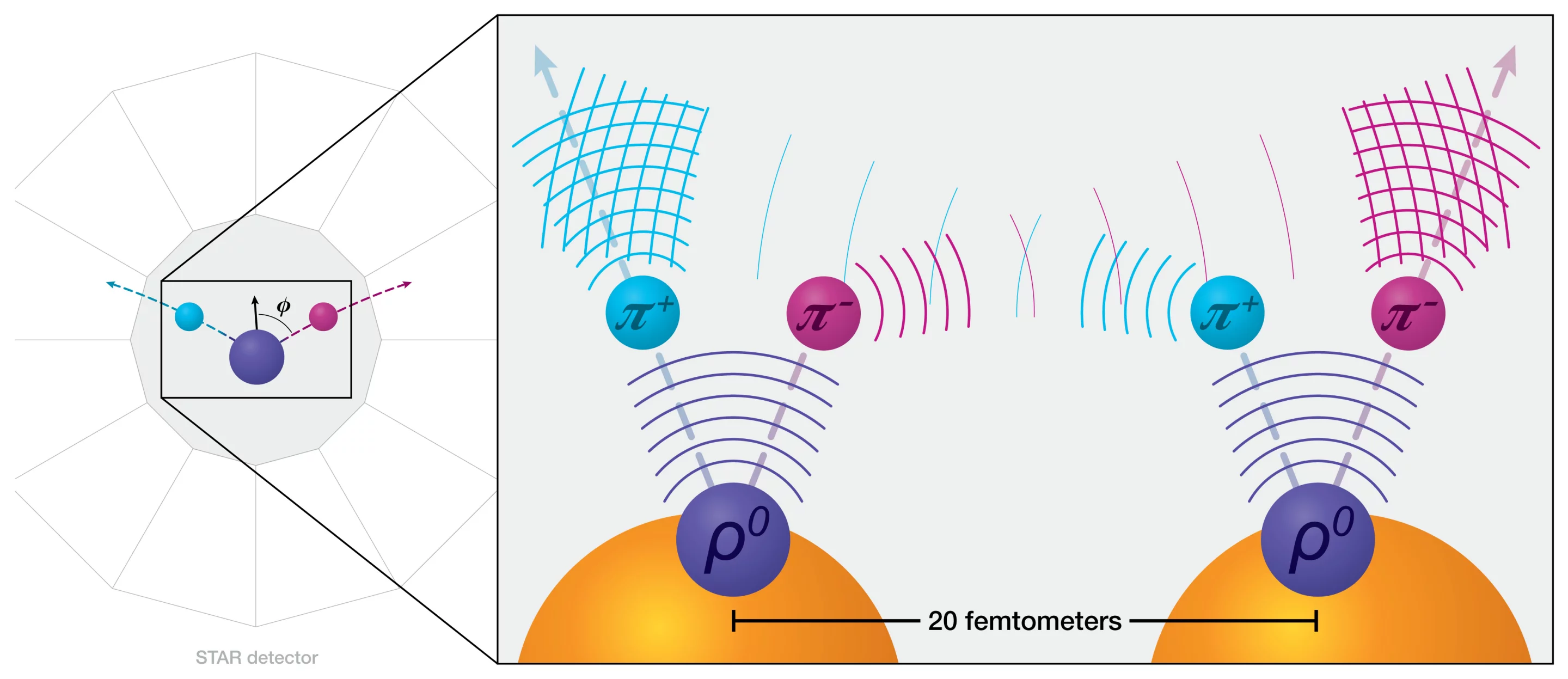 A diagram illustrating how the newly discovered type of quantum entanglement was detected. The yellow circles are gold ions, and the blue and pink circles are positive and negative pions respectively. The waves from each reinforce the waves of the same pion from the other ion, so that they hit the detector in two strong signals, seen as the concentrations of blue and pink waves at the top of the image. This can only work if the positive and negative pions from each ion are quantum entangled, in a form that hasn't been seen before