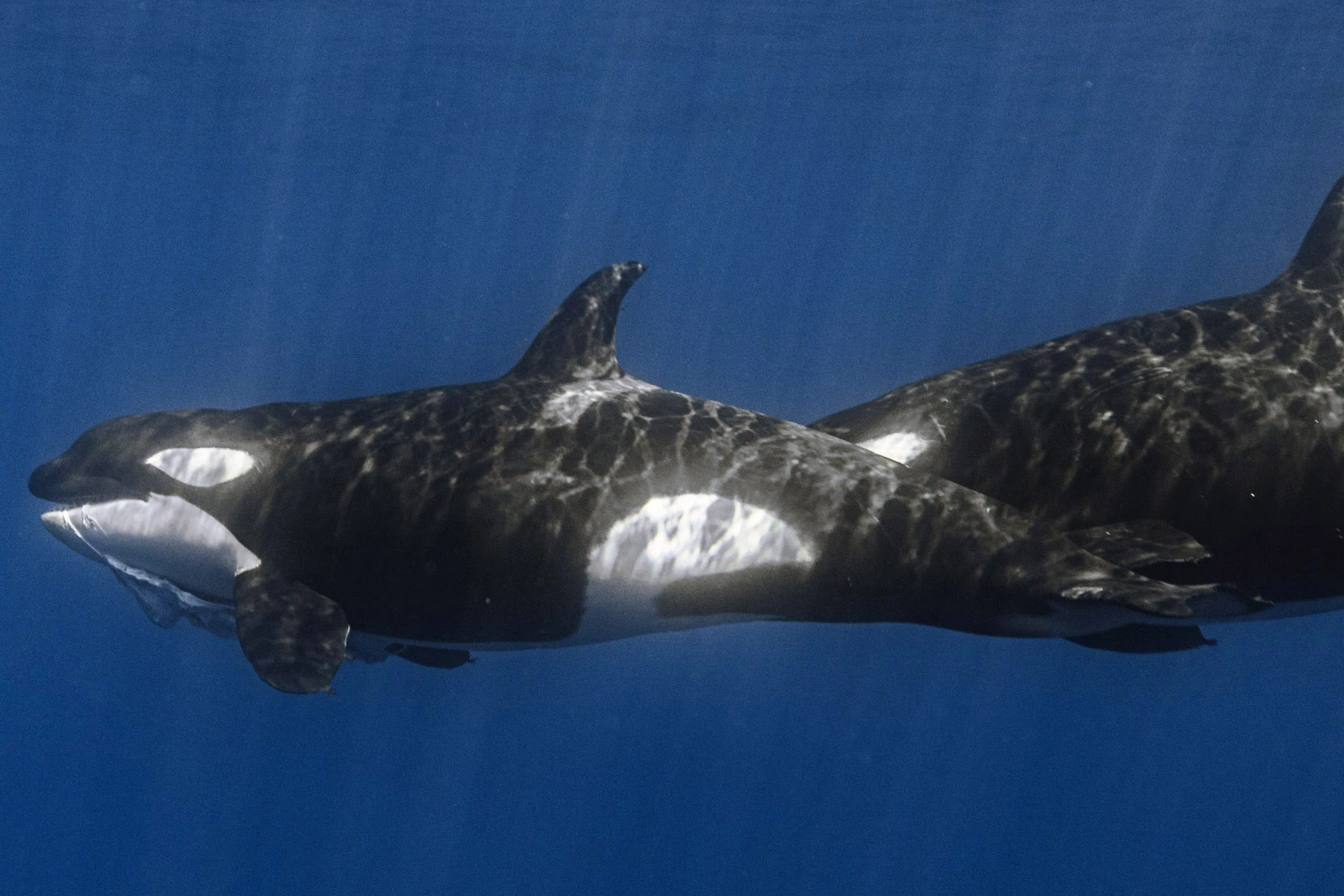 Several of the killer whales were observed with whale shark carrion in their mouths during an attack in May 2024