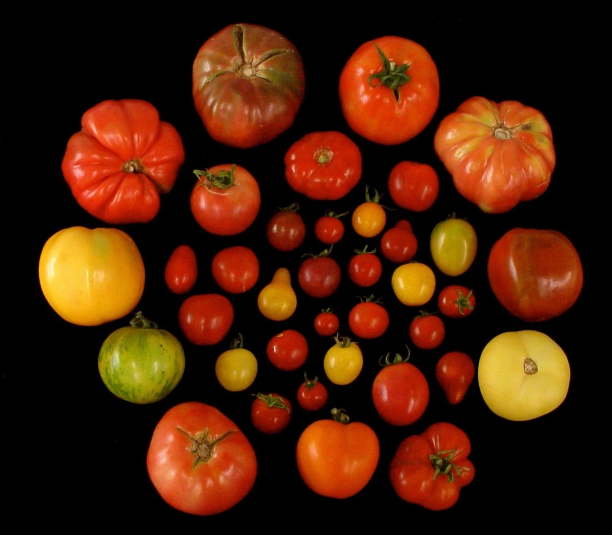 Researchers at the University of Florida are planning to take tomato genes that correspond to tastiness, which are more common in heirloom tomato varieties (pictured) and reintroduce them to commercial crops