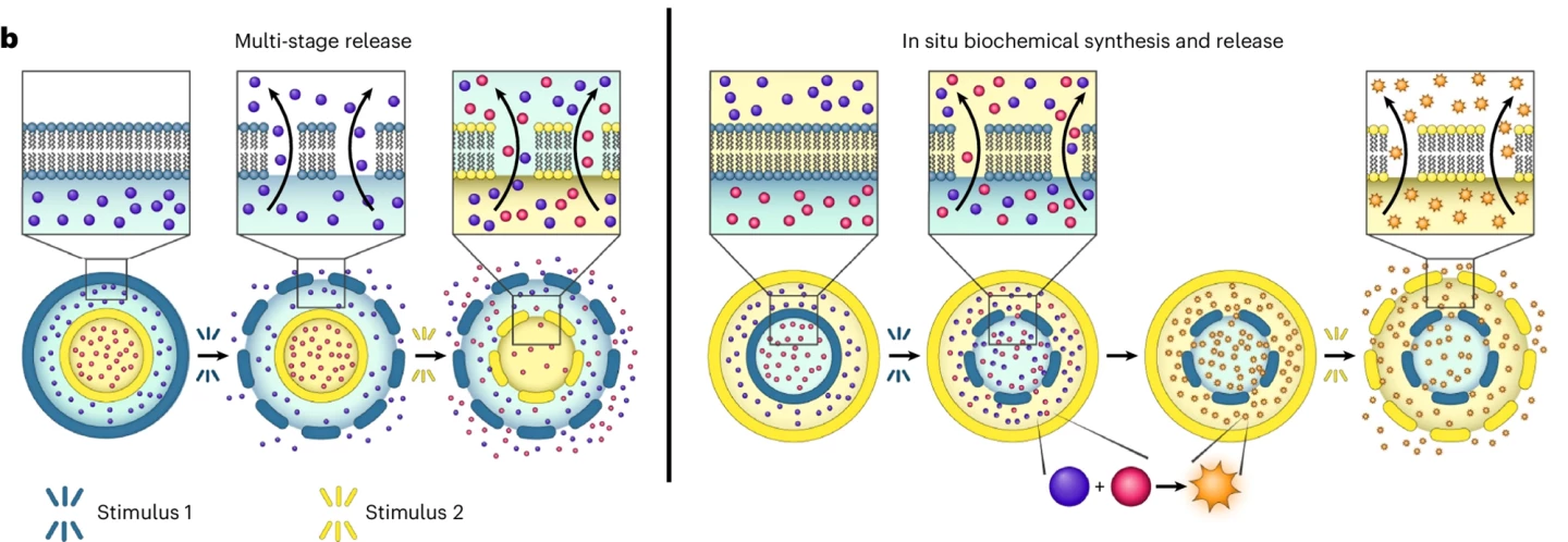 An illustration of multi-stage payload release (left) and biochemical synthesis and release