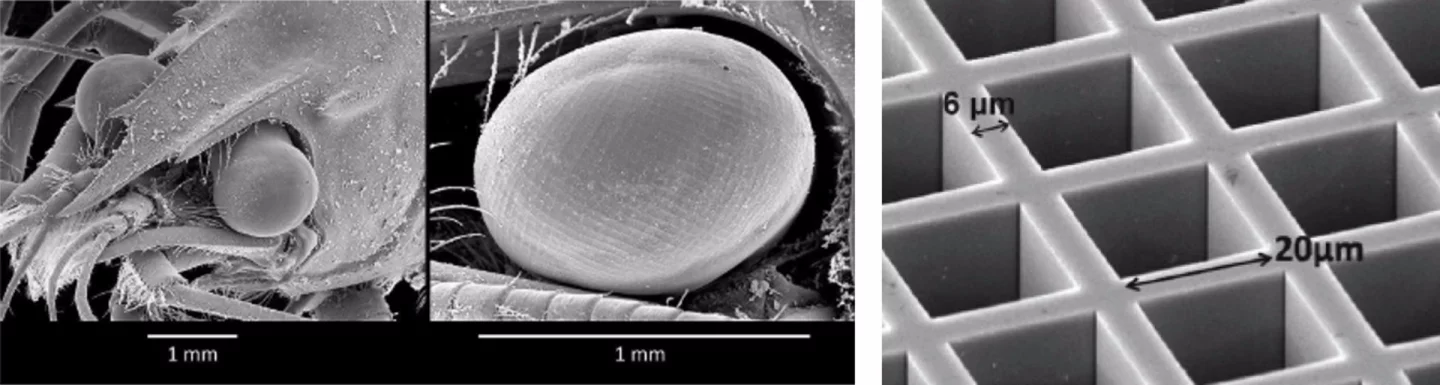 The images on the left and center show close-up views of a crustacean’s eyes; the image on the right shows a manmade microchannel plate