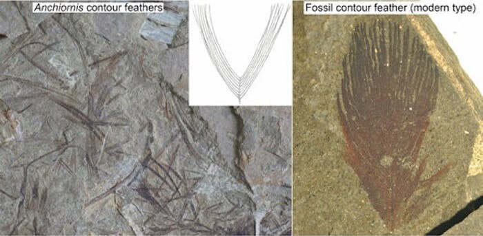 A comparison of fossilized feathers: the "unzipped" style of Anchiornis (left) versus the more tightly-zipped modern feather (right)
