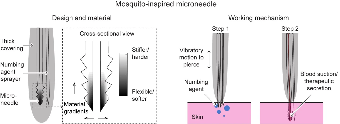 The anatomy of a mosquito-inspired micro-needle