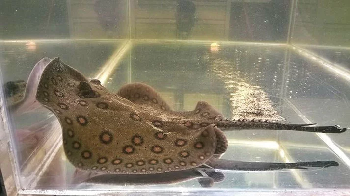 Kolmann used a combination of high-speed video and CT scans to see how two freshwater rays from the Amazon go about their business at mealtime