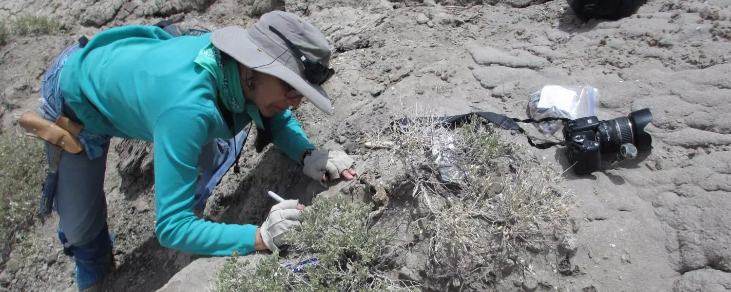 Associate Professor Karen Chin of CU’s Museum of Natural History digs for dinosaur feces at Utah’s Grand Staircase-Escalante National Monument