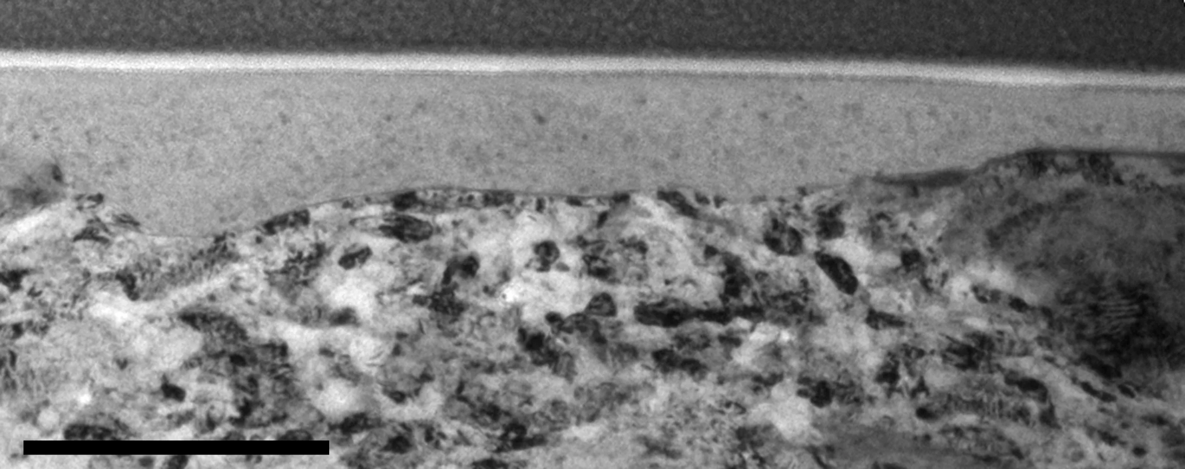 A cross section of the cylinder wall magnified many times to show the nano-coating's effect