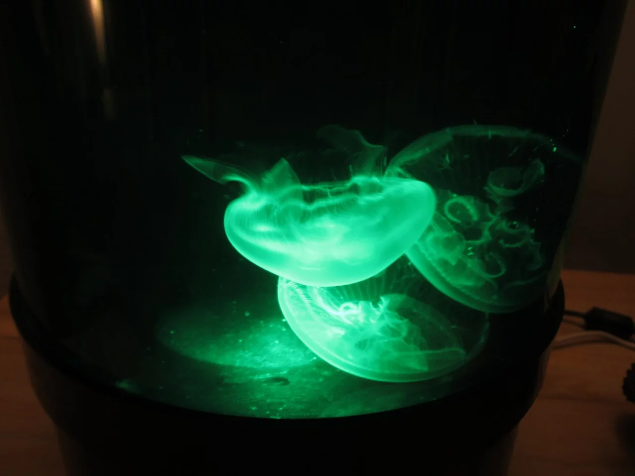The Jellyfish Cylinder Nano has a programmable LED lamp