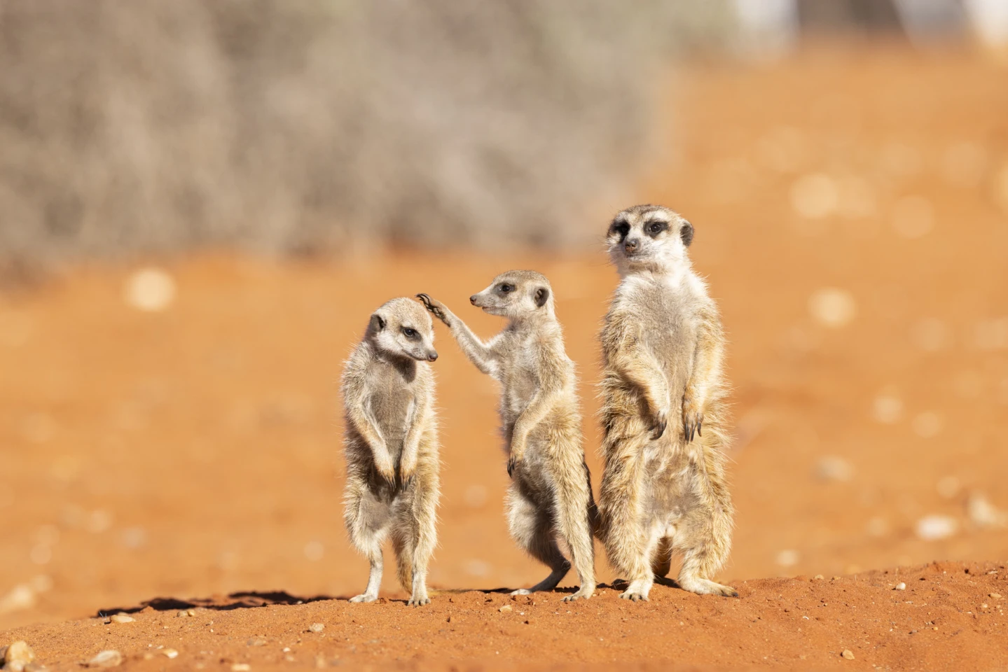 "Hair Check Before the Family Photo" – Subi Sridharan (UK)