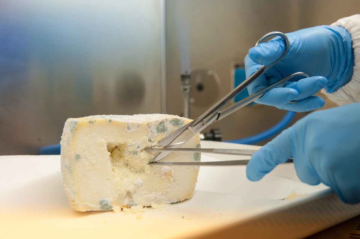 Bird flu virus found surviving in certain cheeses