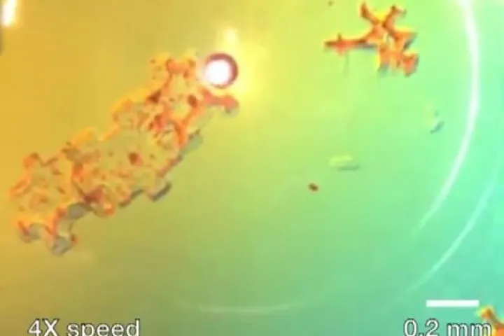 Air bubbles in a saline solution can be controlled with high precision by a laser beam, which effectively turns them into microrobots capable of assembling microstructures