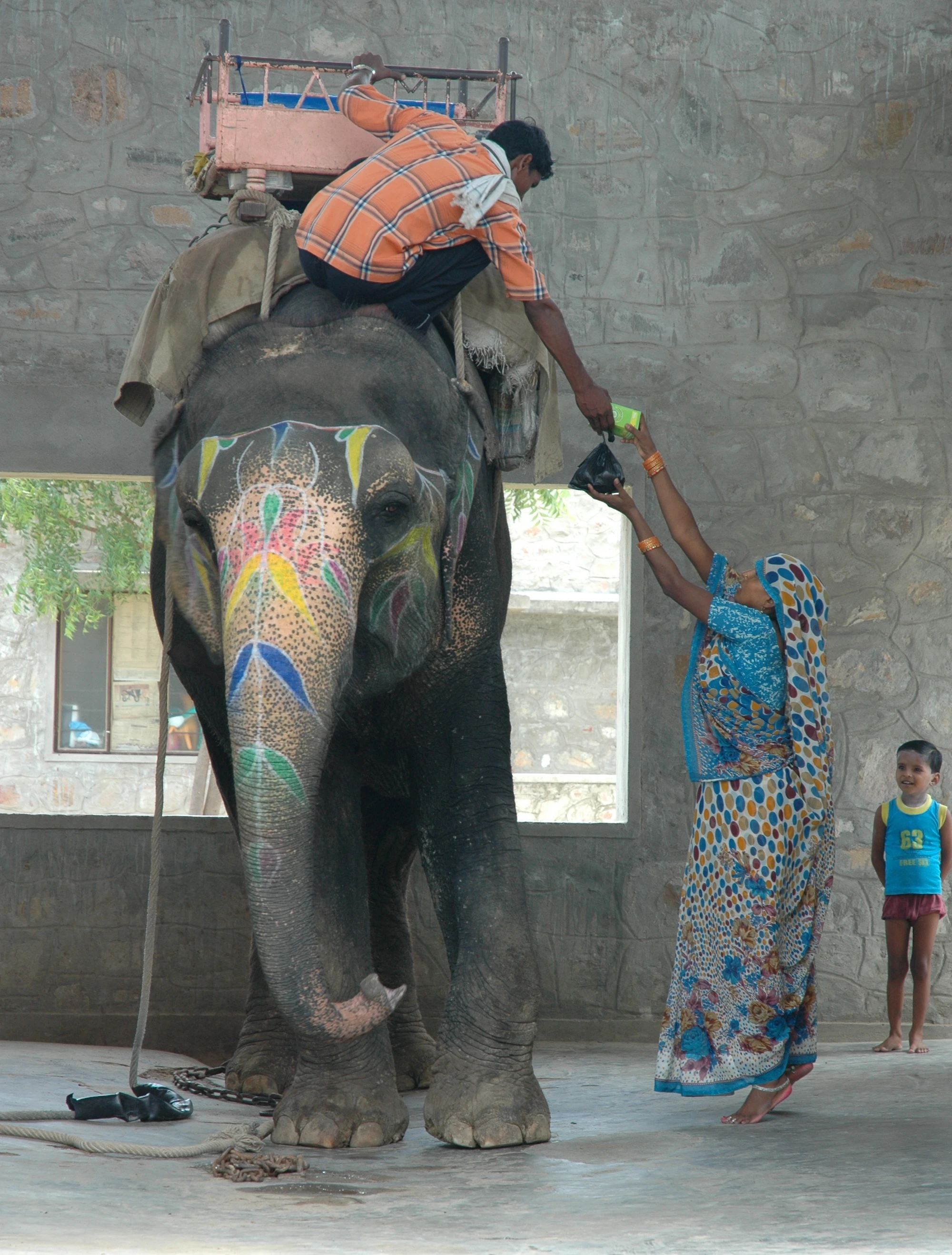 The elephants can visually connect with their caretakers (Photo: Rajesh Vora)