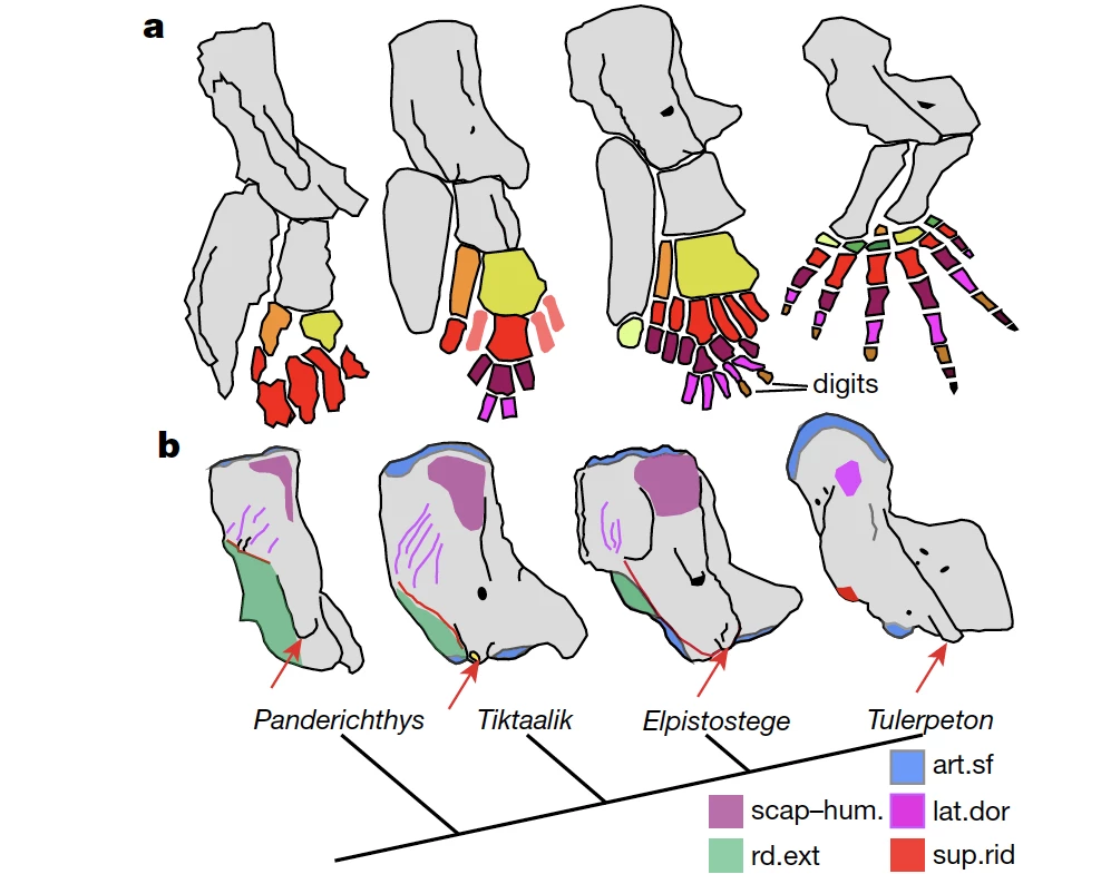 Comparative anatomy of pectoral limb endoskeleton and humerus of stem-tetrapod fish and earlier