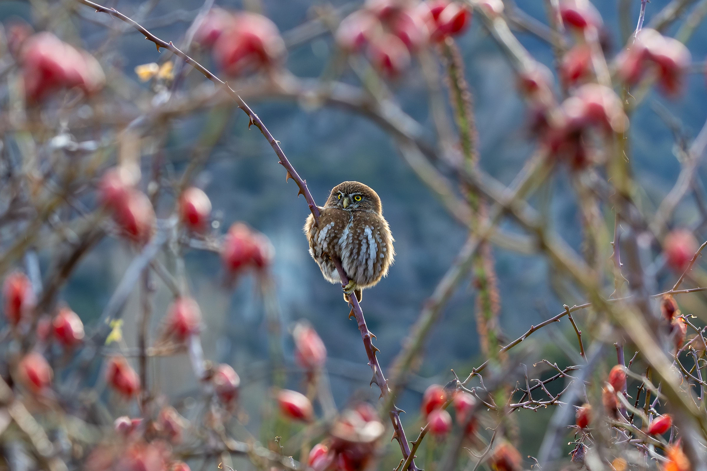2025 Birds in Landscapes Chile Honorable Mention, Chile and Colombia: Austral pygmy-owl (Glaucidium nana) by Francisco Vera Núñez (Coyhaique, Chile)