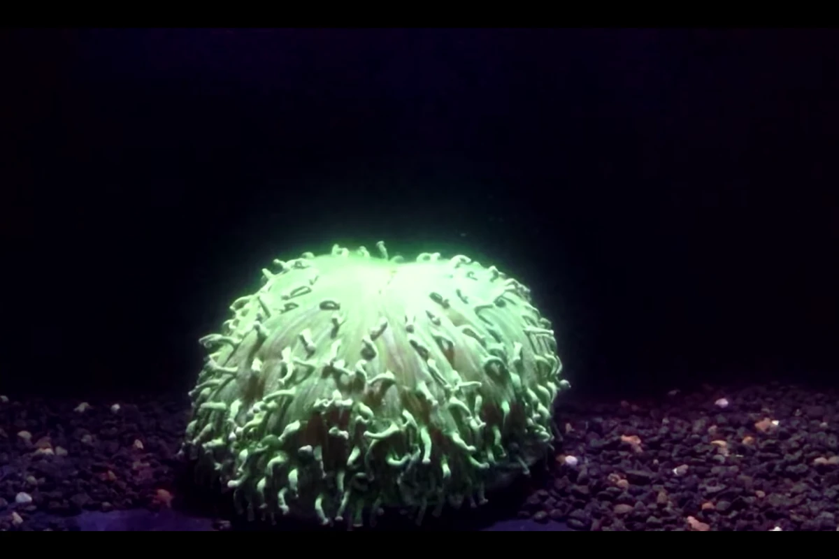 H. actiniformis happens to be a coral species particularly resilient to coral bleaching