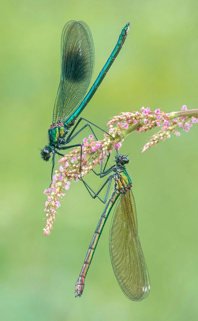 Highly Commended, The Banded Demoiselles. Reddish Vale Country Park, Stockport, England, United Kingdom. "Male and female banded demoiselle dragonflies on a sorrel plant. The contrasting blue and greens of the two sexes makes a wonderful colour harmony, matched by the symmetry of their poses."