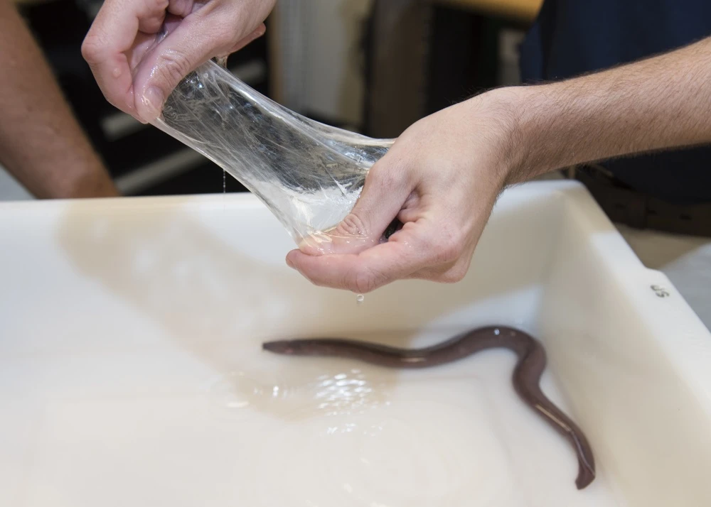 On a weight basis, hagfish slime is ten times stronger than steel
