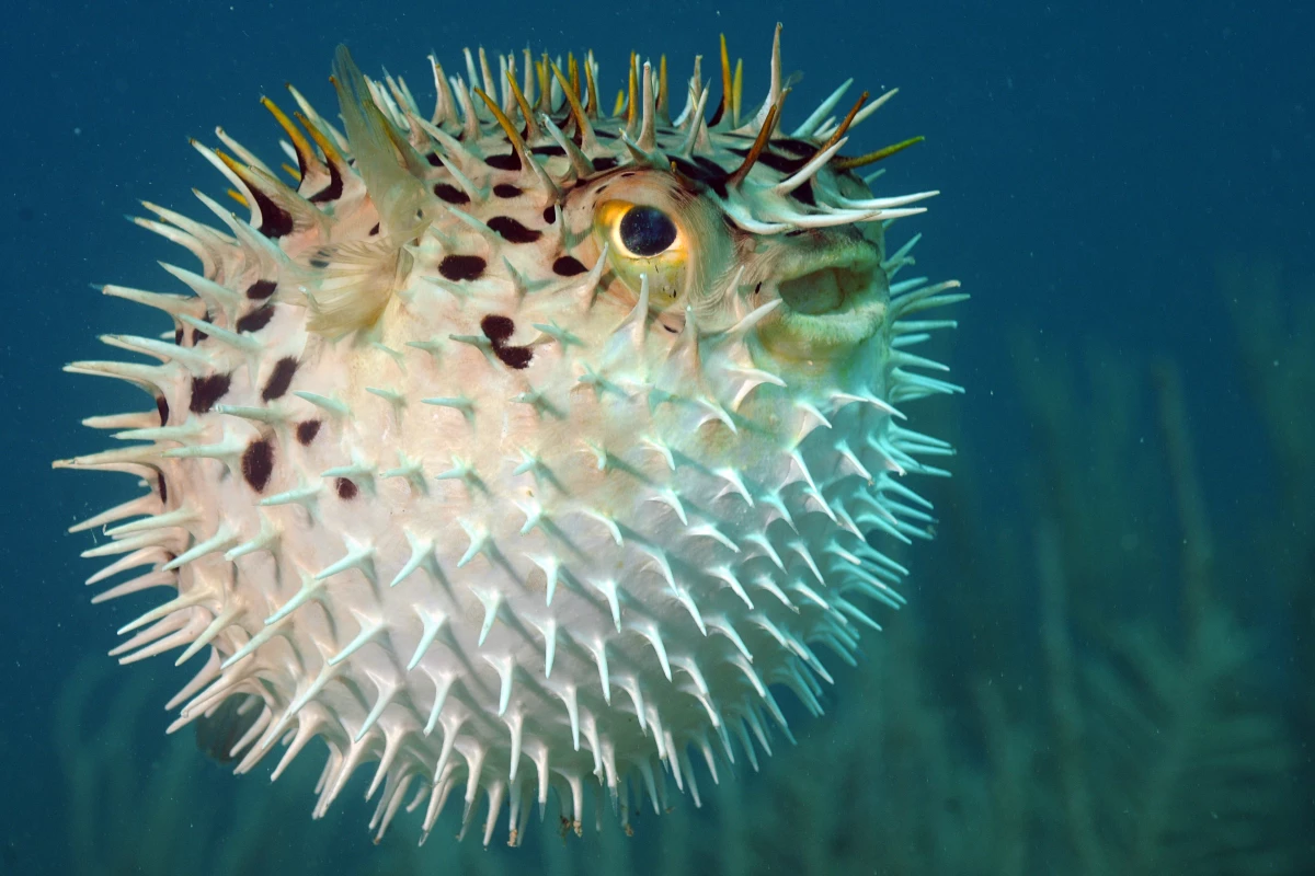 A long-spine porcupine fish, also known as Diodon holocanthus