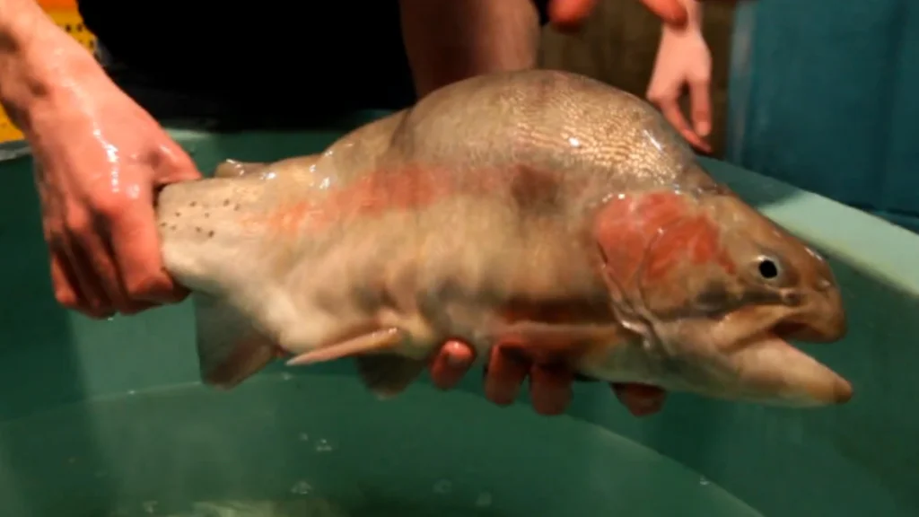 The transgenic trout